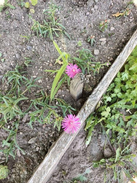 Img.2024.07.20 - A doua grădină 2