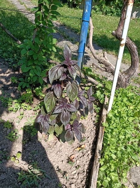 Img.2024.07.20- busuioc mov - A doua grădină 2