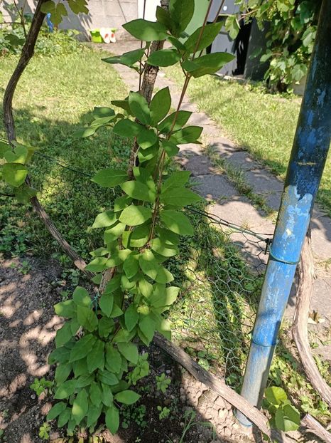 Img.2024.07.20- Cobaea ❤️ - A doua grădină 2