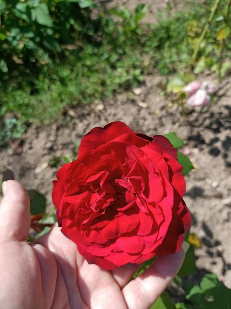 Img.2024.07.20 - A doua grădină 2