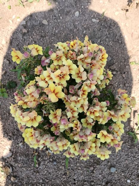 Img.2024.07.20-gura leului - A doua grădină 2