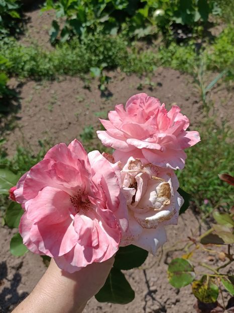 Img.2024.07.20 - A doua grădină 2