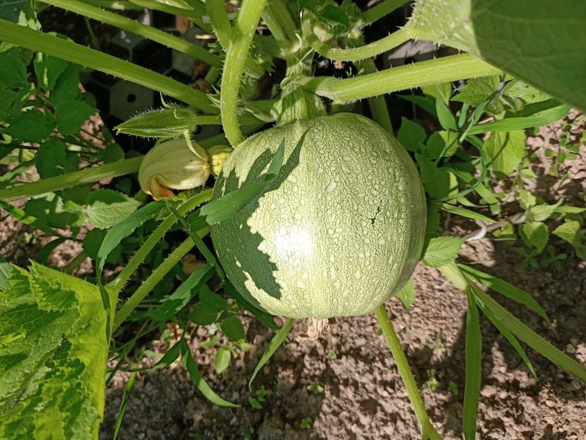 Img.2024.07.20 - A doua grădină 2