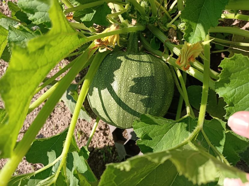 Img.2024.07.20 - A doua grădină 2