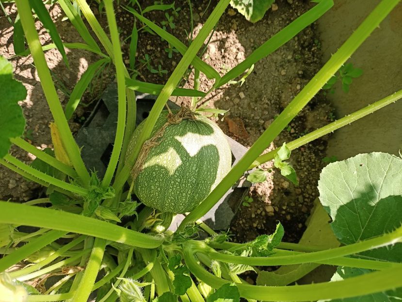 Img.2024.07.20 - A doua grădină 2