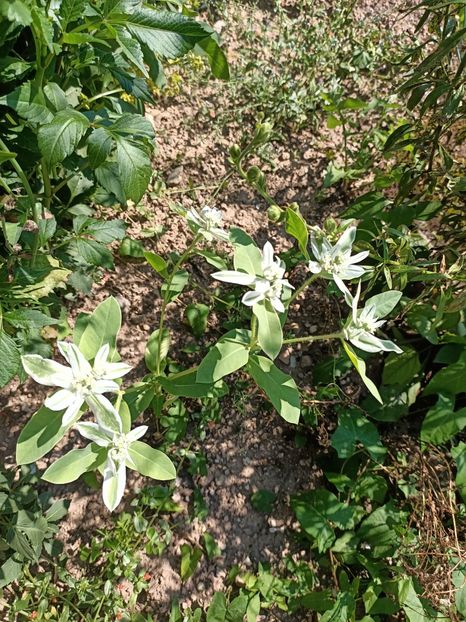 Img.2024.07.20 - A doua grădină 2