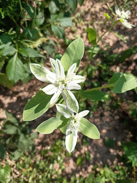 Img.2024.07.20 - A doua grădină 2