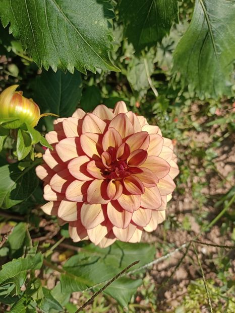 Img.2024.07.20 - A doua grădină 2