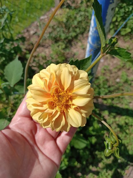 Img.2024.07.20 - A doua grădină 2