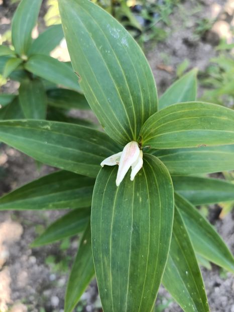 Img.2024.07.20 - A doua grădină 2
