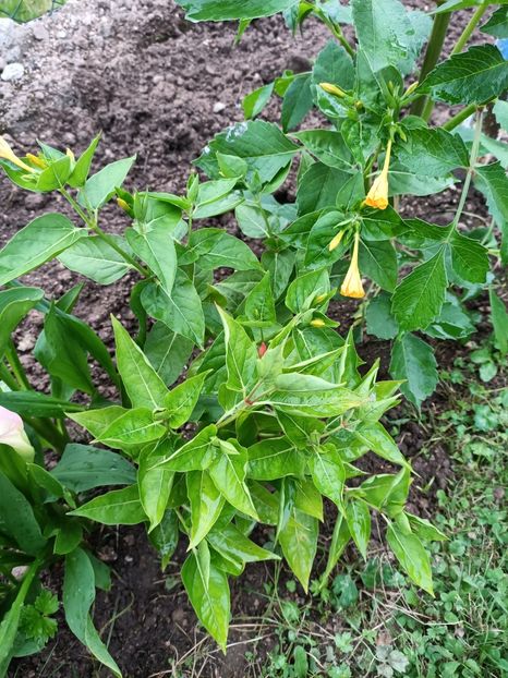 Img.2024.07.20 - A doua grădină 2