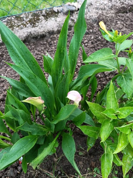 Img.2024.07.20 - A doua grădină 2