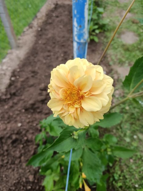 Img.2024.07.20 - A doua grădină 2