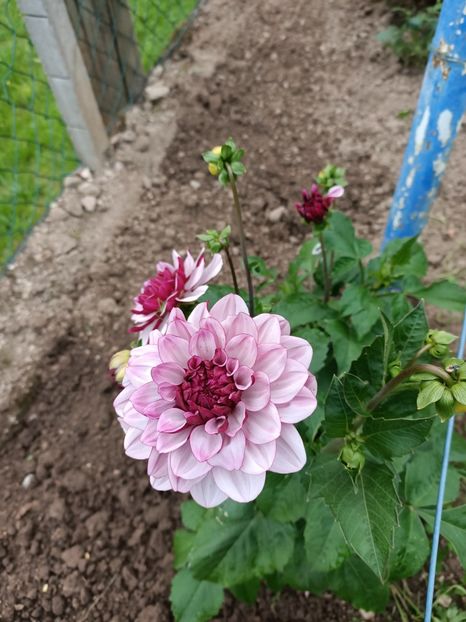 Img.2024.07.20 - A doua grădină 2