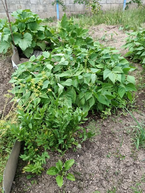 Img.2024.07.20 - A doua grădină 2