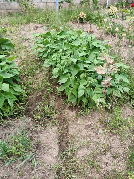 Img.2024.07.20 - A doua grădină 2