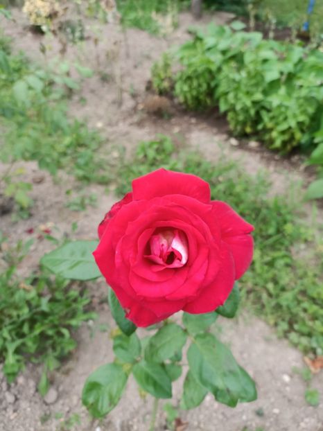 Img.2024.07.20 - A doua grădină 2