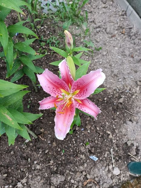 Img.2024.07.20 - A doua grădină 2