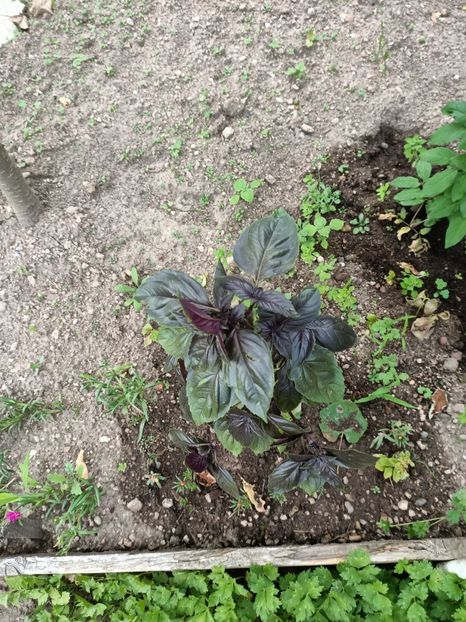 Img.2024.07.20 - A doua grădină 2