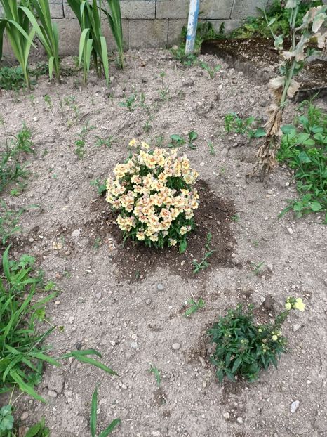 Img.2024.07.20 - A doua grădină 2