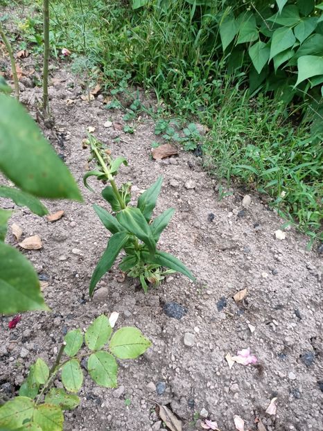 Img.2024.07.20 - A doua grădină 2