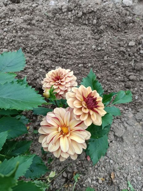 Img.2024.07.20 - A doua grădină 2