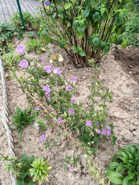 Img.2024.07.20 - A doua grădină 2