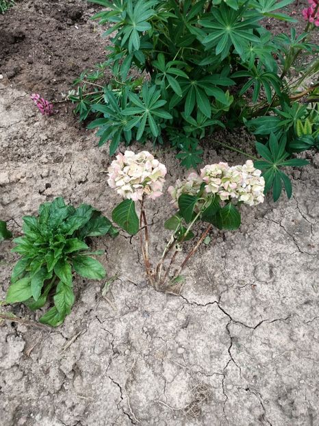 Img.2024.07.20 - A doua grădină 2