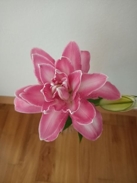 Img.2024.07.22 - A doua grădină 2