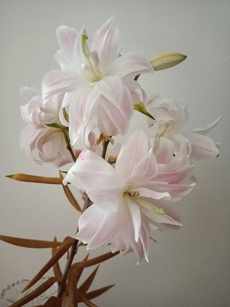 Img.2024.07.22 - A doua grădină 2