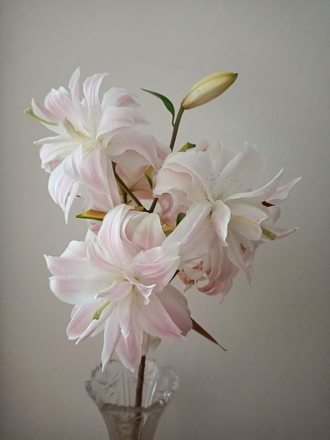 Img.2024.07.22 - A doua grădină 2