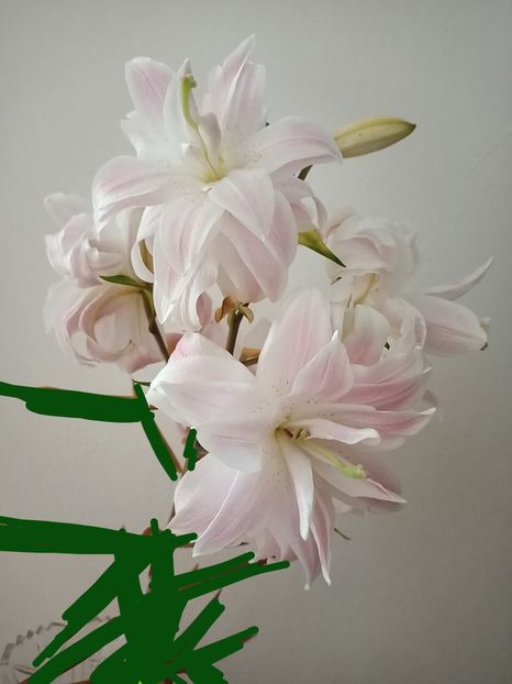  - A doua grădină 2