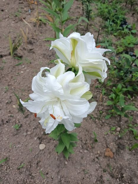 Img.2024.07.27 - A doua grădină 2