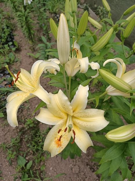 Img.2024.07.27 - A doua grădină 2