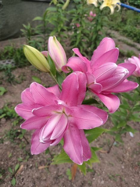 Img.2024.07.27 - A doua grădină 2