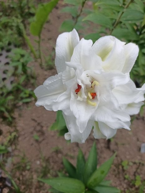 Img.2024.07.27 - A doua grădină 2