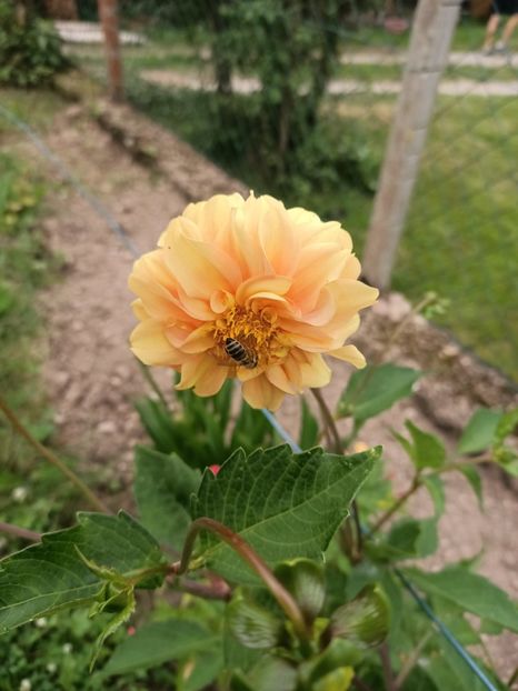 Img.2024.07.27 - A doua grădină 2