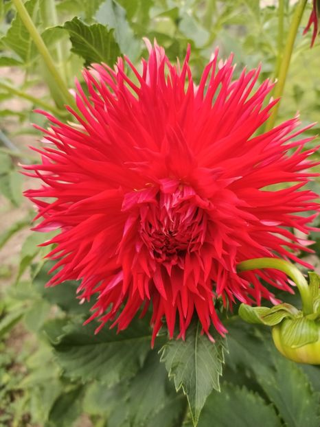 Img.2024.07.27 - A doua grădină 2