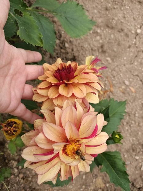 Img.2024.07.27 - A doua grădină 2