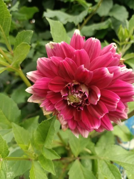 Img.2024.07.27 - A doua grădină 2