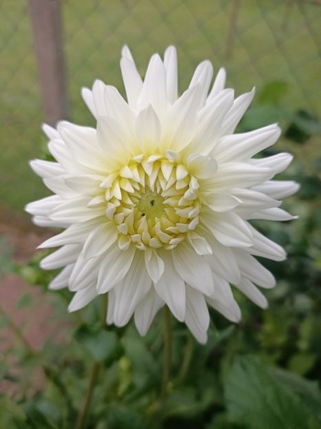 Img.2024.07.27 - A doua grădină 2