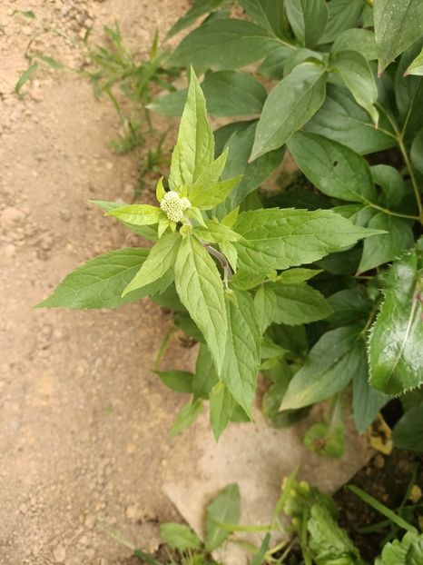 Img.2024.07.27 - A doua grădină 2