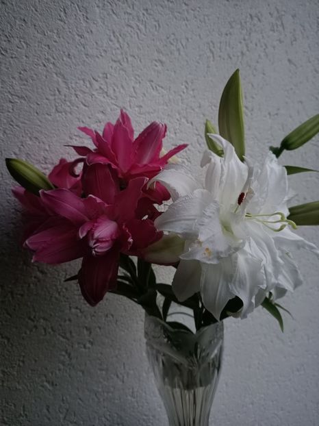 Img.2024.07.29 - A doua grădină 2