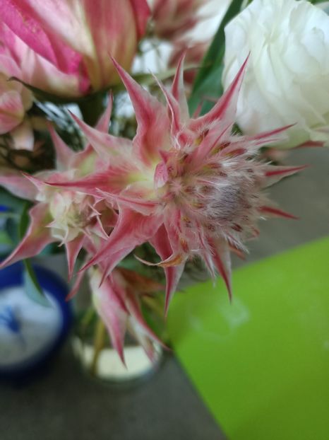 Img.2024.07.29 - A doua grădină 2