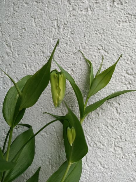 Img.2024.08.01-Gloriosa - A doua grădină 2