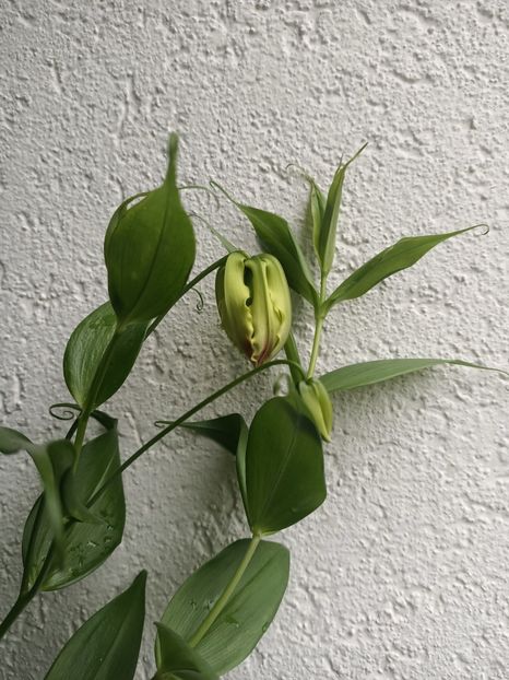 Img.2024.08.03 - A doua grădină 2