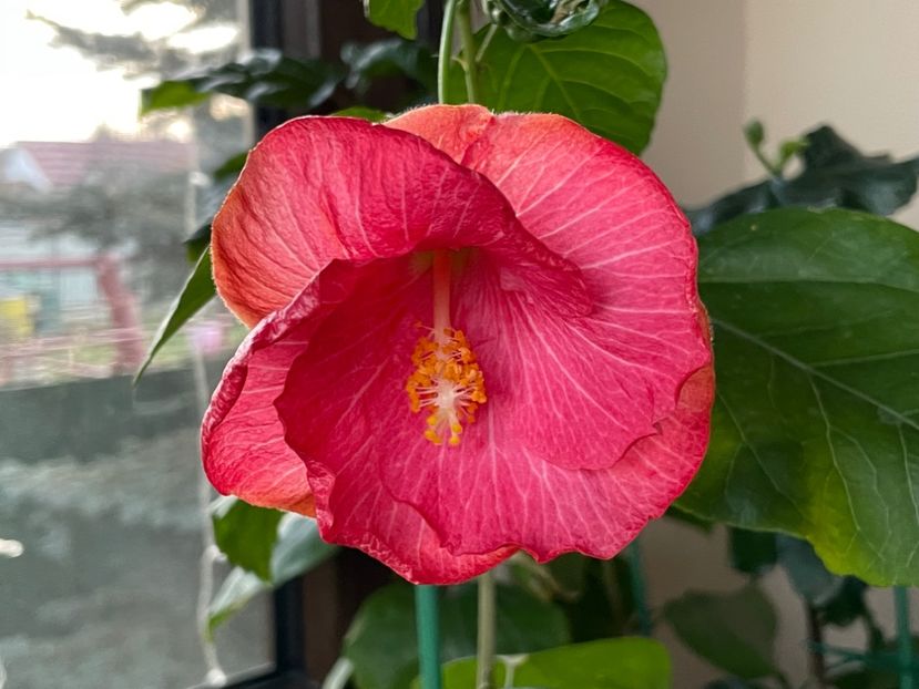  - 001 - Hibiscusi 2024 - 2