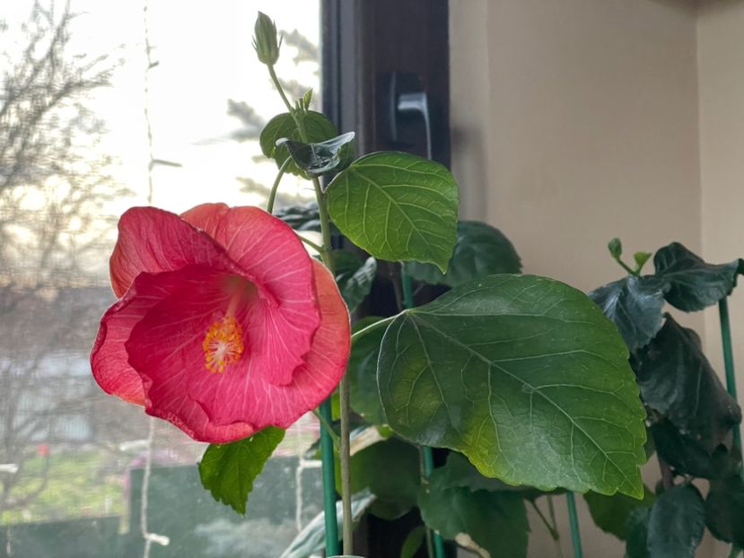  - 001 - Hibiscusi 2024 - 2