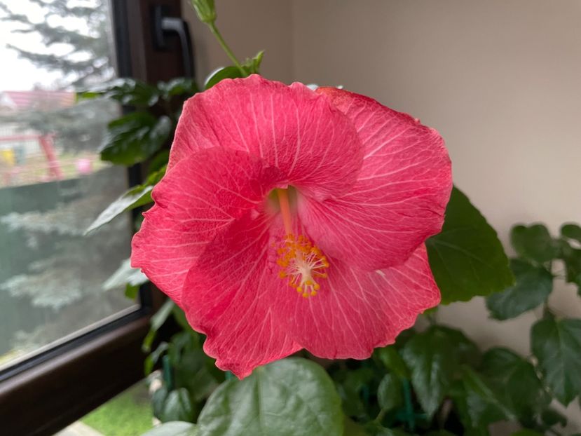  - 001 - Hibiscusi 2024 - 2