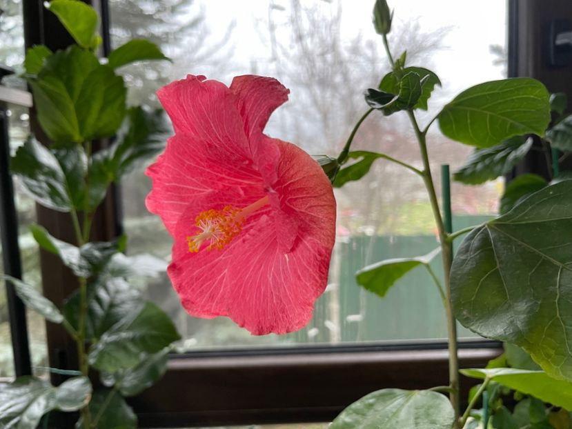  - 001 - Hibiscusi 2024 - 2